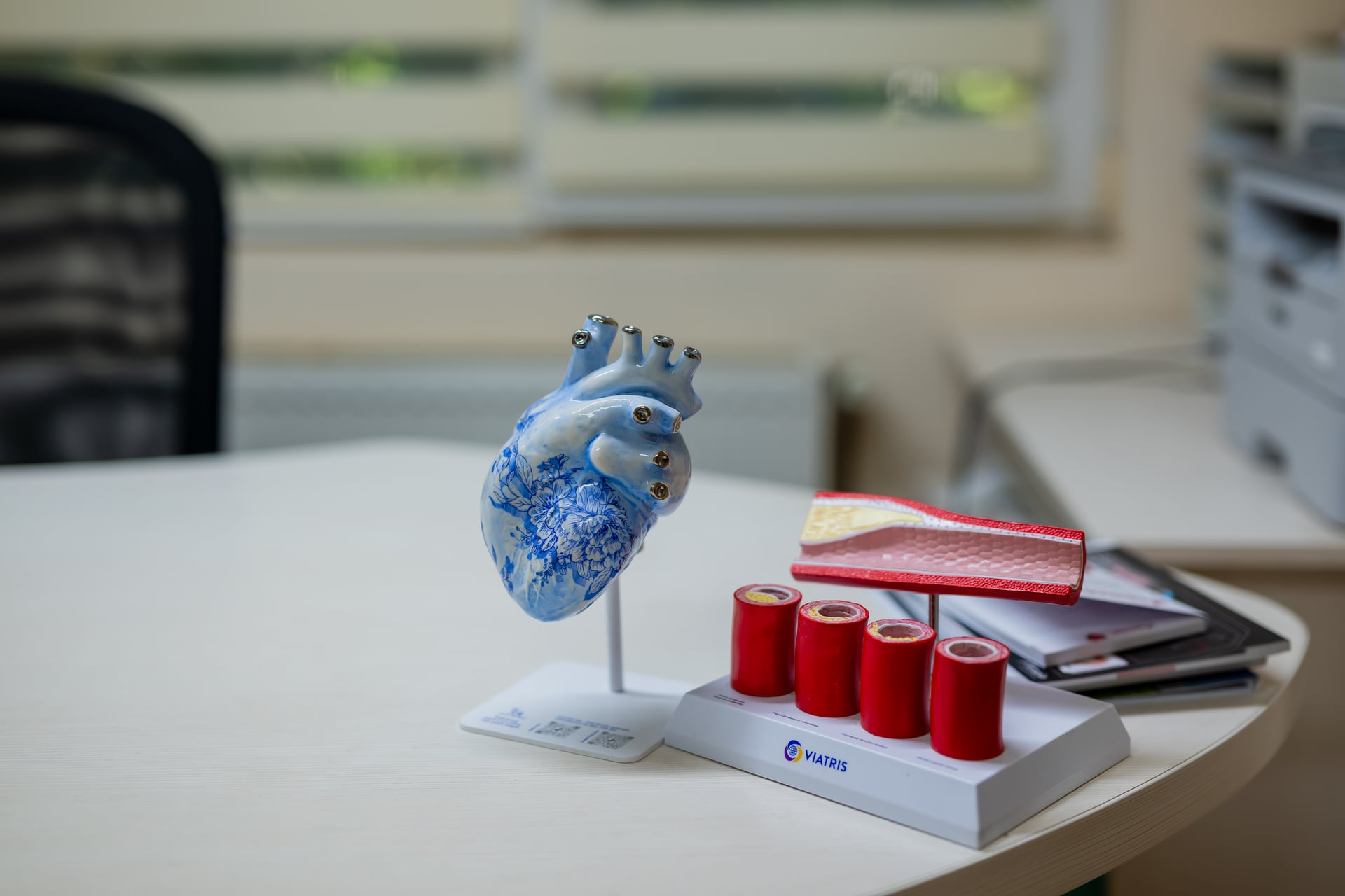 Modele anatomice de inimă și arteră folosite la explicațiile din cabinet